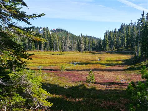 The Gleewoman's Notes: A Fairytale Walk in Sub-Alpine Meadows-bogs, Or ...