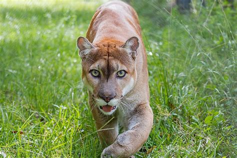 Florida Panther Facts: Animals of North America - WorldAtlas