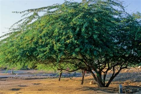 Kikar tree in Pakistan (Acacia nilotica) / کیکر - fasalbachao.com