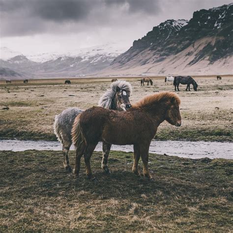 steppe horses | Beautiful horses, Icelandic horse, Horse life