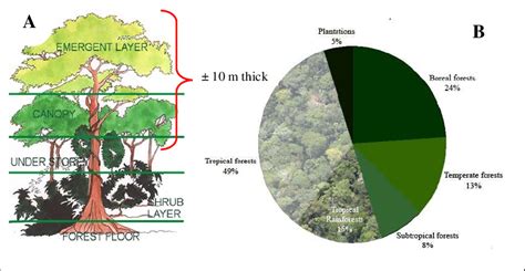 Rainforest Canopy Diagram