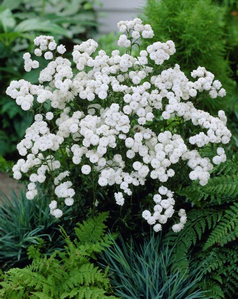 identification - What are these trailing plants with white flowers? - Gardening & Landscaping ...