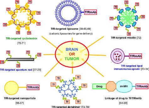 Figure 1 from Transferrin and the transferrin receptor for the targeted delivery of therapeutic ...