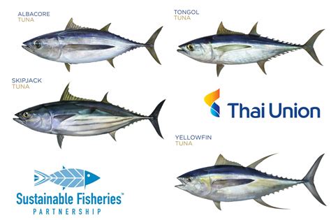 Tuna longline fishing needs to do more to protect endangered species | National Fisherman