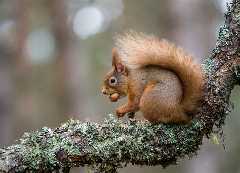 Wild Encounters: Discover Scotland's Wildlife in Natural Reserves and ...