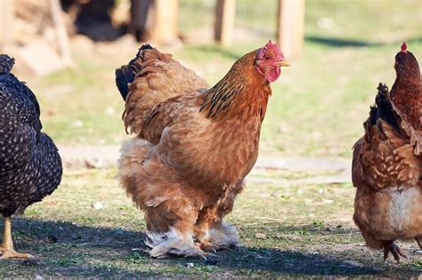 Brahma Chicken All You Need To Know: Colors, Eggs And More… | Chickens And More