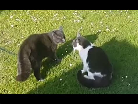 Cats fighting Angry talking funny cats - YouTube