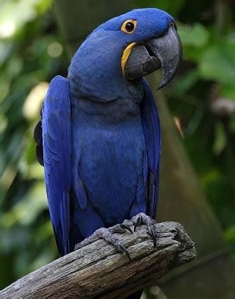 AMAZON RAINFOREST BIRDS FACTS