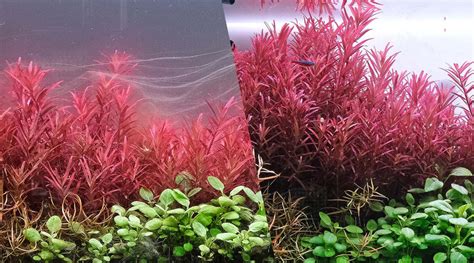 How to control algae in the planted aquarium - The 2Hr Aquarist