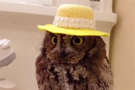 This Owl Wearing A Hat Is The Best Thing You Will See Today