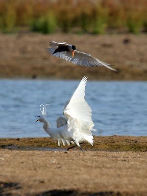 SARUS SCAPE: Chambal diary: 2. Black-bellied Tern