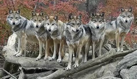 Wolf family striking for a pose at the Wolf Conservation Center in NY