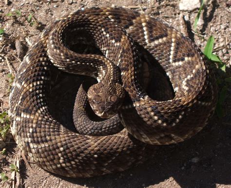 Mucha trusca: La Serpiente de Cascabel