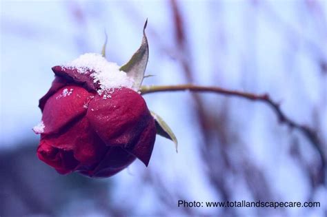 Hardiness of Bush Roses: Don’t Trust the Label! - Laidback Gardener