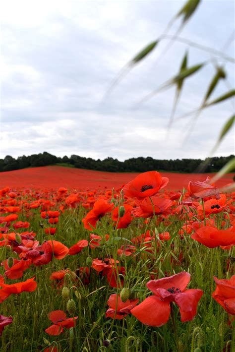 Remembrance Day poppy field – Vanderwell Contractors (1971) Ltd.