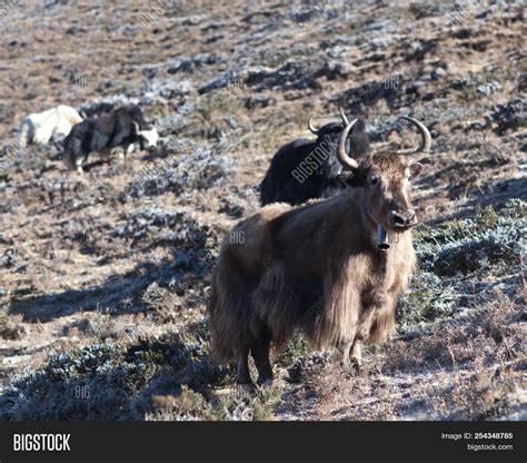 Dzo Yak Nepal Himalaya Image & Photo (Free Trial) | Bigstock