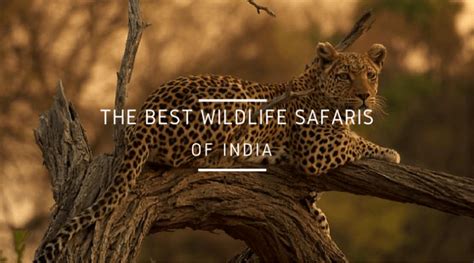 13 Best Wildlife Safaris in India to Visit in 2024