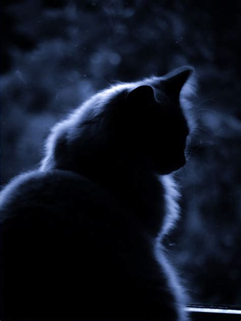 dark aesthetic cat in 2022 | Dark aesthetic, Cats, Dark