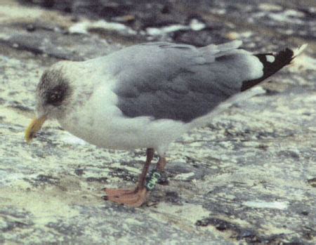 Surfbirds.com - Hybrid Gulls Breeding in Belgium by Peter Adriaens