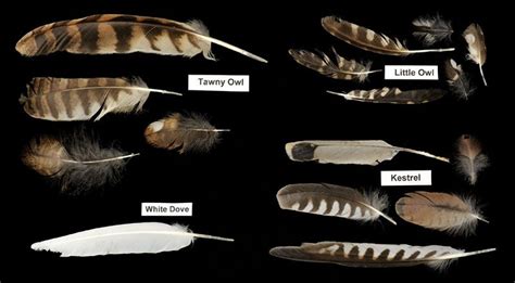 Barred Owl Feather - Feather Identification, Feather Headdress, Feather ...