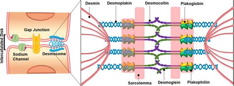 Desmosomes In Cardiac Muscle