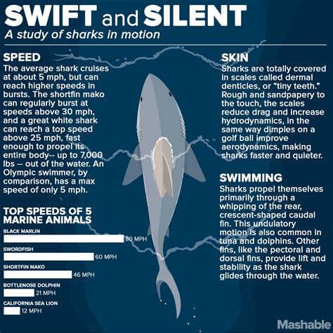 Shark Facts, Shark Pictures, Animal Science, Marine Biologist, Marine Conservation, Deep Blue ...