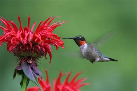 Ruby-throated Hummingbird | Ruby-throated Hummingbird (Archilochus ...