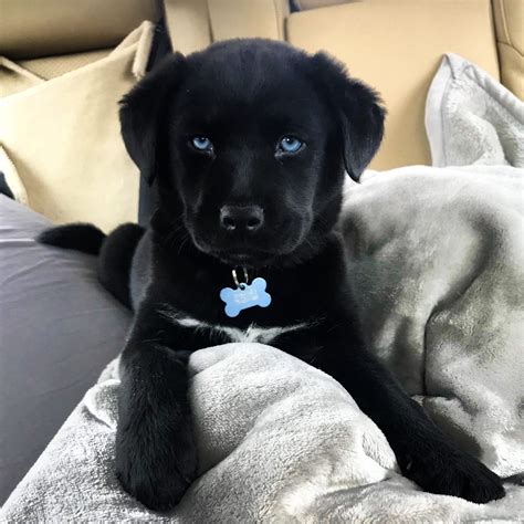 Black Lab Husky Mix : rarepuppers