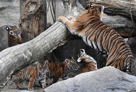 Menengok Empat Anak Harimau Sumatera yang Lahir di Berlin