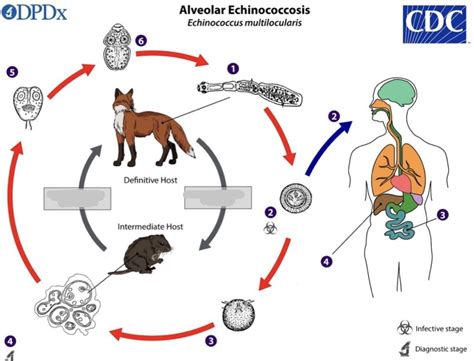 Echinococcus multilocularis Life Cycle Diagram | Quizlet