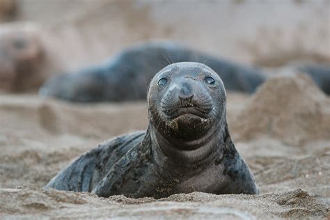 Elephant Seal Pup | Sean Crane Photography