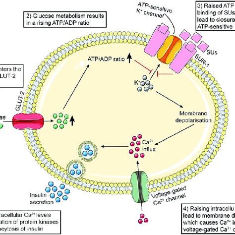 Schematic representation of the mechanism of action of sulfonylurea ...