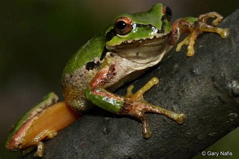 Pacific tree frog - Alchetron, The Free Social Encyclopedia