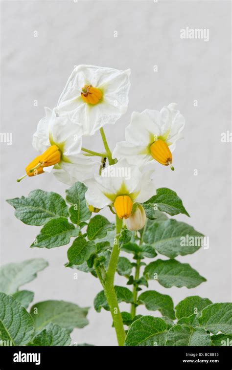 Flower of potato plant Stock Photo - Alamy