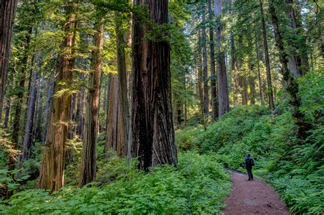 Redwood National and State Parks — The Greatest American Road Trip