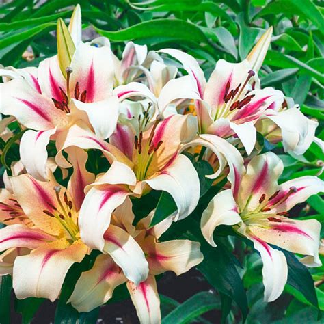 Buy Nymph Lily Tree | Excellent Deal on Lily Trees | Breck's