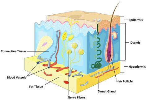 IJMS | Free Full-Text | Fascia Layer—A Novel Target for the Application ...