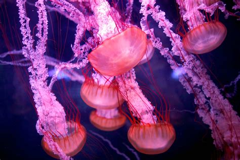 This Immortal Jellyfish May Be Able To Prevent Human Aging T