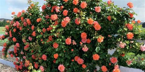 Which Types of Rose Bush Should You Plant? – Roworth – Flower Gardening Tips and Guides