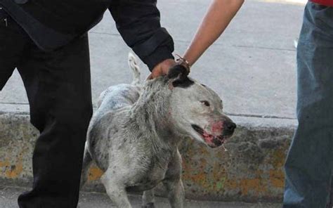 Ecología de Soledad atiende denuncias de Maltrato Animal - CN13 ...