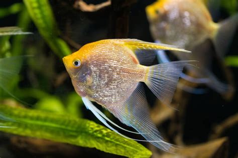 Freshwater Angelfish • (Types, Tank Mates & Care)