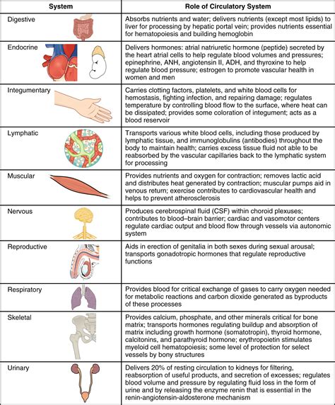 Circulatory Pathways · Anatomy and Physiology