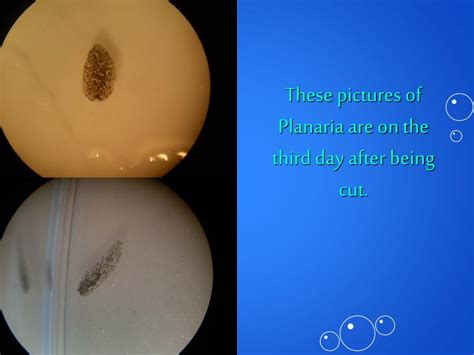 PPT - Planaria Regeneration PowerPoint Presentation, free download - ID ...