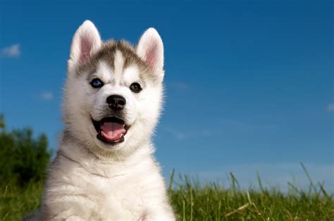 Grass husky puppy husky wallpaper | 4288x2848 | 291237 | WallpaperUP