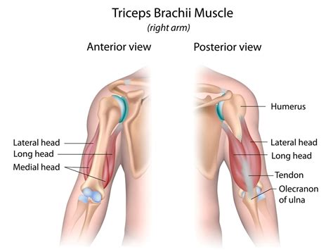 Triceps training and anatomy