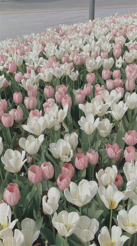 Top 100 hình nền hoa tulip đẹp nhất 2023