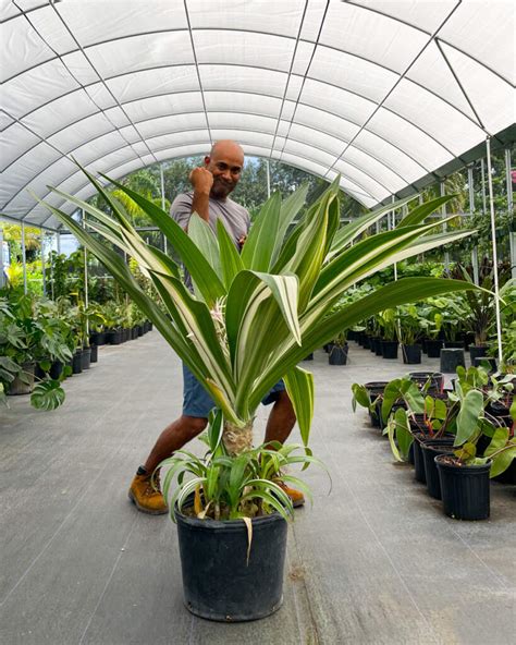 Variegated Crinum Lily | PlantVine