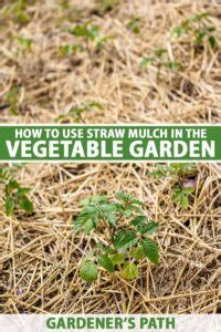 How to Use Straw Mulch in the Vegetable Garden