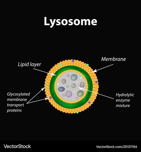 Structure And Function Of Lysosomes Infographics Vector Image | Images and Photos finder