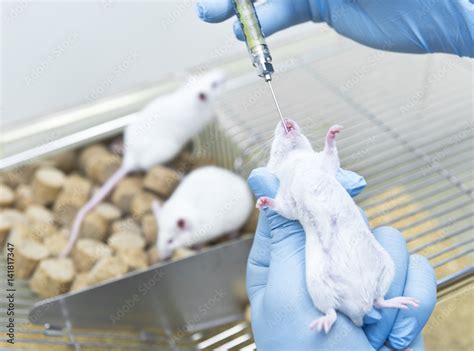 Researcher administered drug into the experimental mice by oral administration Stock-Foto ...